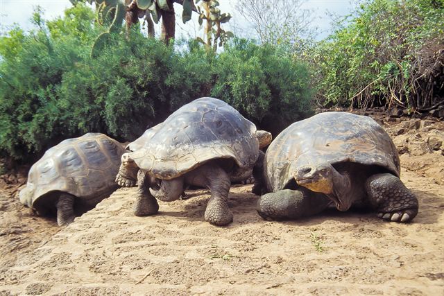 Three giant Galapagos tortoises on sandy ground among green bushes