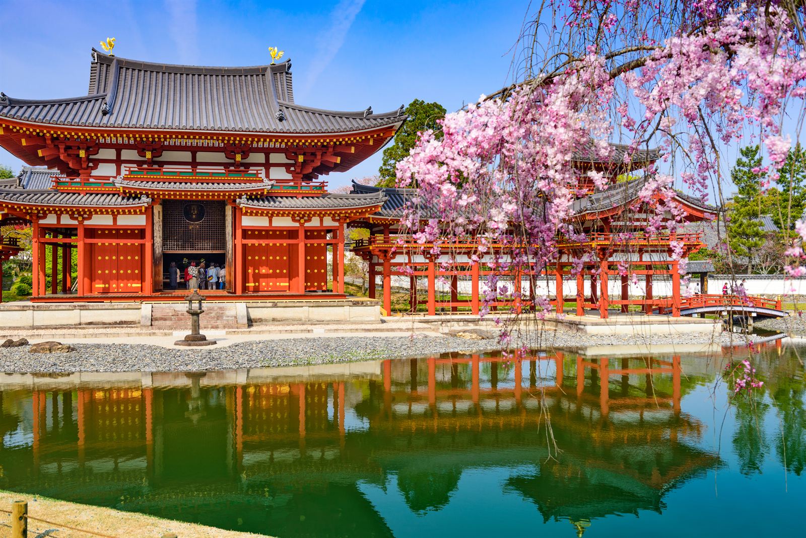 Byōdō-in temple's Phoenix Hall reflected in its pond with cherry blossoms, in Uji just outside Kyoto