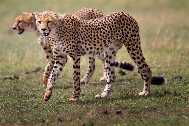 Two cheetah brothers walking across the grass in the Masai Mara, Kenya