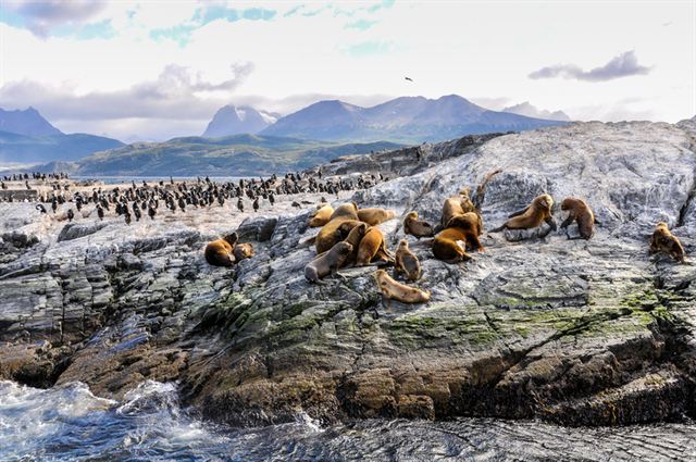Sea lions and cormorants on a rocky islet in the Beagle Channel near Ushuaia